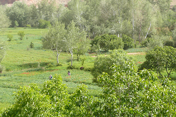 Vue sur les jardins